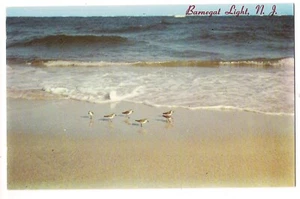 Sandpipers Birds At Water's Edge BARNEGAT LIGHT New Jersey Postcard NJ - Picture 1 of 2