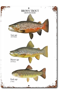 Retro Tin Signs Vintage Style Fishing Art Prints Brown Trout Freshwater - Image 1 of 4