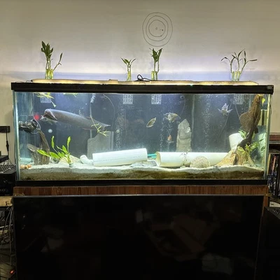 acuario tanque y soporte con todo incluido Foto 1 de 4