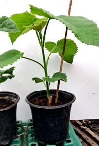 Blauglockenbaum mind. 50 cm schnellwachsend Kiribaum Klimabaum Jungbaum Garten - Bild 1 von 7