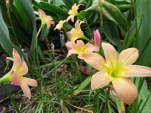 Rain Lily, Zephyranthes Just Peachy, 2 bulbs, NEW, habranthus - Picture 1 of 1