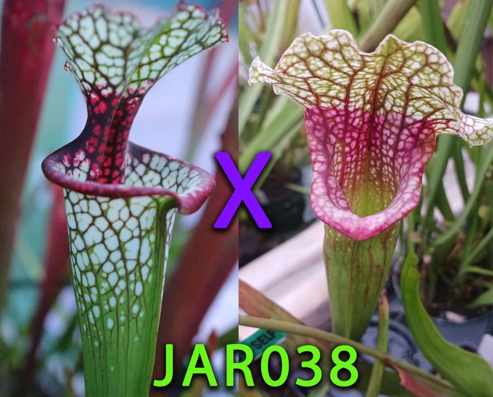 Sarracenia Seeds - Colorful!!! Lunchbox x Candy Stripe - Image 1 of 1