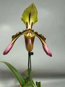 Paphiopedilum tigrinum No. 3 !Mehrtriebig mit Blüte! - Imagen 1 de 2