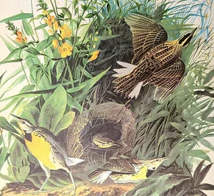 John James Audubon Easterm Meadowlark Birds Vintage Art Book Plate 114 - Picture 1 of 3