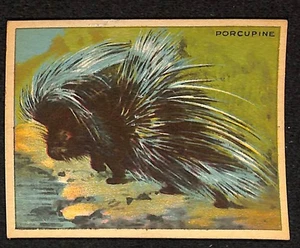 V255 Canadian CG, Papoose Animal Gum, 1935, #21 Porcospine - Foto 1 di 2