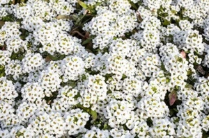 500 graines d' ALYSSE ODORANTE(Alyssum Maritimum)G300 SEASIDE LOBULARIA SEEDS - Bild 1 von 1