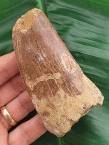 Dente massiccio largo 8,7 cm del fossile di dinosauro fossile Carcharodontosaurus - Foto 1 di 10