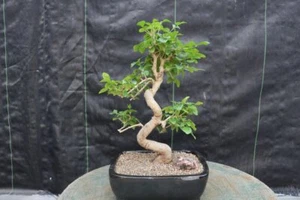 Flowering Ligustrum Bonsai Tree - Curved Trunk Style - Picture 1 of 10