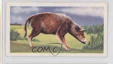 1962 Coopers Tea Prehistoric Animals Hyracotherium #1 a8x