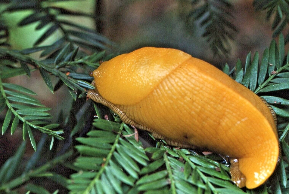 35 MM Color Slides Pro Photo Nature Insects Banana Slug Close up 1986 #31 - Image 1 of 1