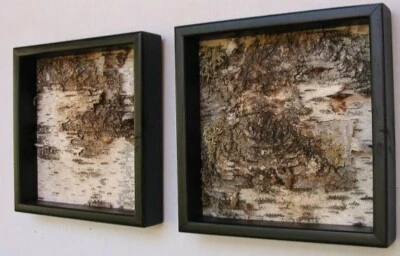 3 cortezas de árbol orgánicas de Texas, orgánicas reales, arte natural Foto 1 de 2