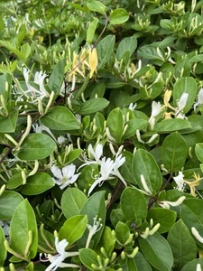 15 UNROOTED Honeysuckle Cuttings (L. Japonica) - Picture 1 of 6