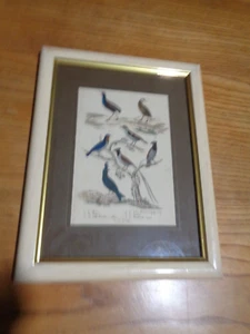 Gravure couleur de BUFFON encadrée oiseaux gobe-mouche et drongo - Picture 1 of 2