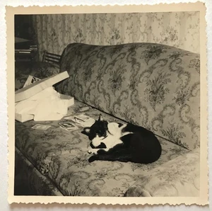 ALTES FOTO - VINTAGE SNAPSHOT - KATZE - TIER - CAT - Bild 1 von 1