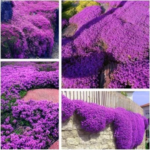 Creeping Thyme Seeds for Planting - 20000+ Magic Purple - Picture 1 of 5