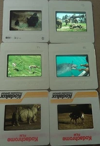6 Original Vintage 35mm Kodak Photo Color Slide Animals Kodachrome Transparency - Picture 1 of 10