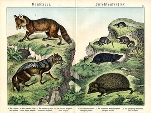 1886 SCHUBERT CHROMO Schakal, Fuchs, Igel, Spitzmaus, Maulwurf, Wasserspitzmäuse, ... - Bild 1 von 3