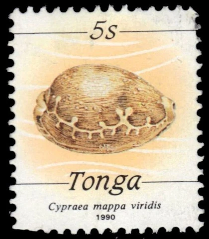 TONGA 757 (SG1089) - Map Cowrie Shell "Cypraea mappa viridis" (pb39596) Cover
