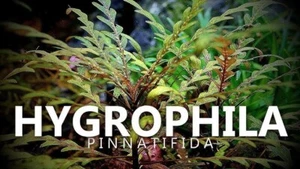 LCA - Emersed Hygrophila pinnatifida Live Aquarium Plants Pond Shrimp Fish Tank - Picture 1 of 3