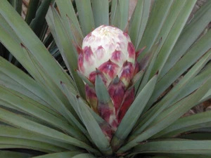 Yucca treculeana. 'Don Quixote's Lace'  Supplied in a 9cm  pot. - Picture 1 of 4