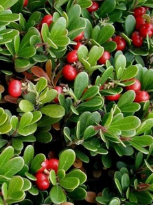 25 Semillas De Uva Oso Arctostaphylos Uva-Ursi - fruta gayuba - Imagen 1 de 1