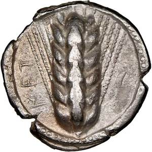 Lucania Metapontum AR Silver Stater NGC XF 510-470 BC cebada oreja incuse lagarto - Imagen 1 de 7