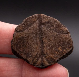 Fósiles de Florida Shell Piece 1776 - Imagen 1 de 2