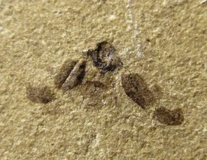 Insecto fósil en matriz - Green River fm, Río Blanco, Insecto Colorado - Imagen 1 de 3