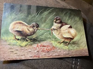 Una Pascua alegre con 2 pollitos peleando por gusano - Imagen 1 de 3