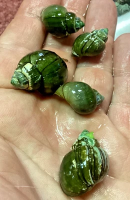 3 Mystery Apple Snail Northern Wild Breed Freshwater No Babies Can Live in Ponds - Image 1 of 4