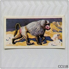 Brooke Bond African Wild Life #2 Mantled Baboon Tea Card (CC118)