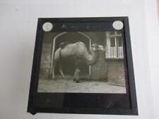 Camel  Glass Magic Lantern Slide - collection entitled London Zoo