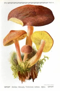 1913 GRAMBERG CHROMOLITHOGRAPH Mushrooms: plums and custard, red-haired agaric - Picture 1 of 3