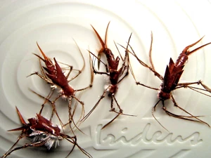 Irideus Drift Boat Stonefly Leggy Biot Trout Fly Fishing flies steelhead - Picture 1 of 5