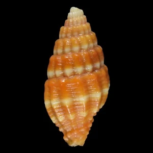 VEXILLUM PALIGERUM (Olango Isl., Philippines) 9.5mm #23697 - Picture 1 of 3