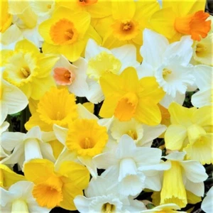 Daffodil Flower Bulbs, Mixed colored, Bulbs for fall planting,Country Creek - Picture 1 of 1