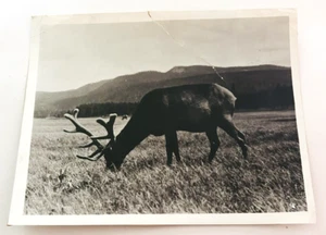 Vintage Old 1930-1940 Photo Set (2) 8x10 Elk with Antlers by Mountain Range - Picture 1 of 4
