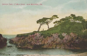 Ostrich Tree 17 Mile Drive Near Monterey California Postcard - Bild 1 von 2