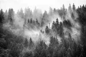 Wall Mural Wallpaper MISTY FOREST Scene Self-Adhesive 94.5” x 64” X-Large - Picture 1 of 6