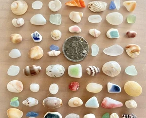 Natural seashells, colorful, tiny Natural Sea Shells From Japan - Picture 1 of 9