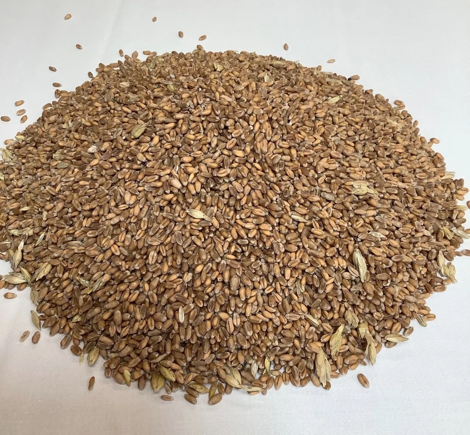 British Whole Wheat Grain.For doorstop Filling/Weighting,Heat /Wheat Bags,Crafts - Image 1 of 1