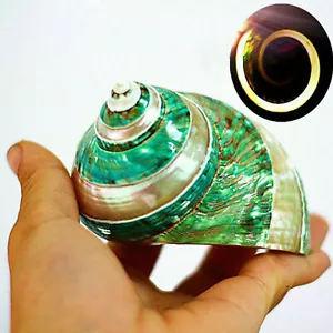 Natürliche grüne Turban Muschel Muschel Koralle Meer Schnecke Aquarium Home Neu - Bild 1 von 5