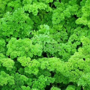 100 SEMILLAS DE PEREJIL TRIPLE RIZADO ORGÁNICO (Petroselinum crispum) reliquia NO TRANSGÉNICA - Imagen 1 de 7
