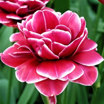 Easy to Grow Tulip Dream Touch 10 Plant Bulbs, Spring Double Group Zones 3-8 - Image 1 of 4
