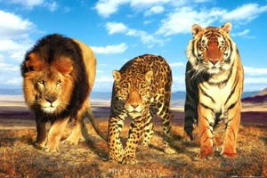 Poster Wild Cats Lion Jaguar Tiger  - Picture 1 of 1