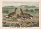 Zwergblässgans Oie Goose Oiseau Oiseaux Oiseau Birds Lithographie Naumann 1890