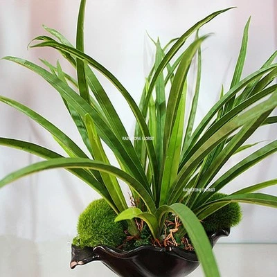 Planta de orquídea artificial de látex 3 x 7 hojas árbol día de Navidad sin maceta verde Foto 1 de 2