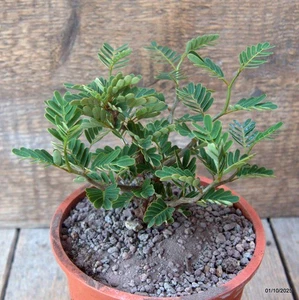 D6758 SENNA MERIDIONALIS pot12-H13-W13 cm MaMa Cactus - Picture 1 of 4
