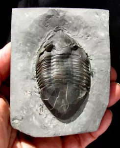 BEAUTIFUL COMPLETE ISOTELUS TRILOBITE FROM ONTARIO, CANADA - TOP QUALITY! - Picture 1 of 2