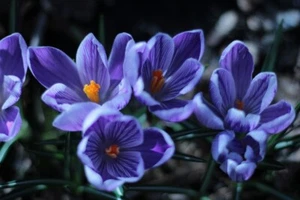 Schneekrokusse geflammt Krokusse Krokus Blumenzwiebeln winterhart Lieferbar - Bild 1 von 1